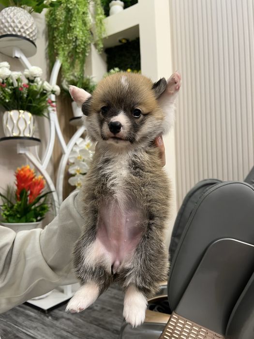 Щенки вельш корги пемброке