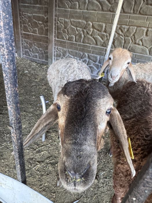 Кошкар тусак козы кошкар