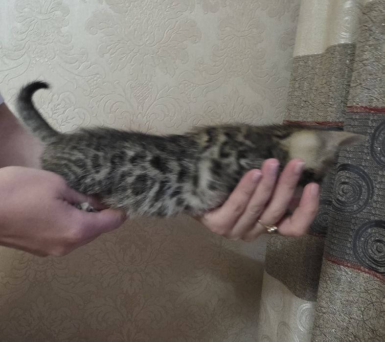 Бенгальские котята