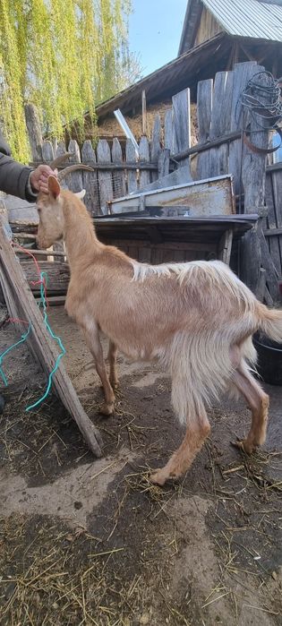 Capra de un an cu un ied (mascul)