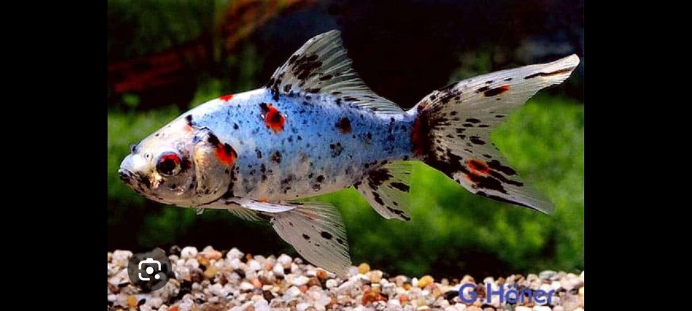 Продам мальков комет и шибункин