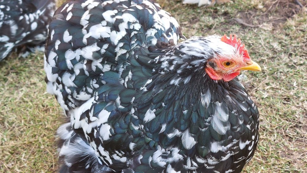 Cochinchina pitic  Ouă incubat