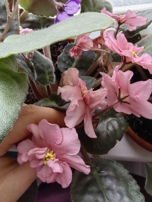 Фиалки комнатные