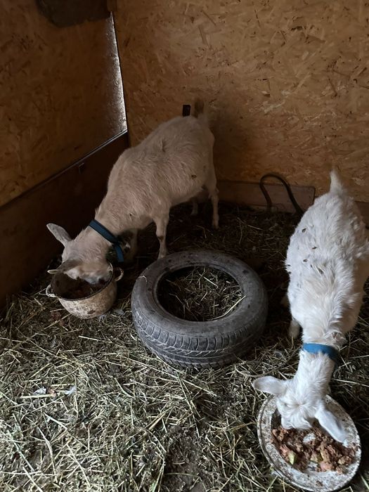 козы доиные.. молочные