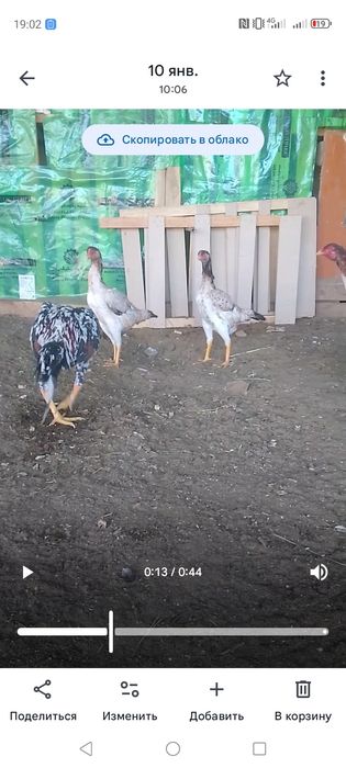 Продажа кур можно всех