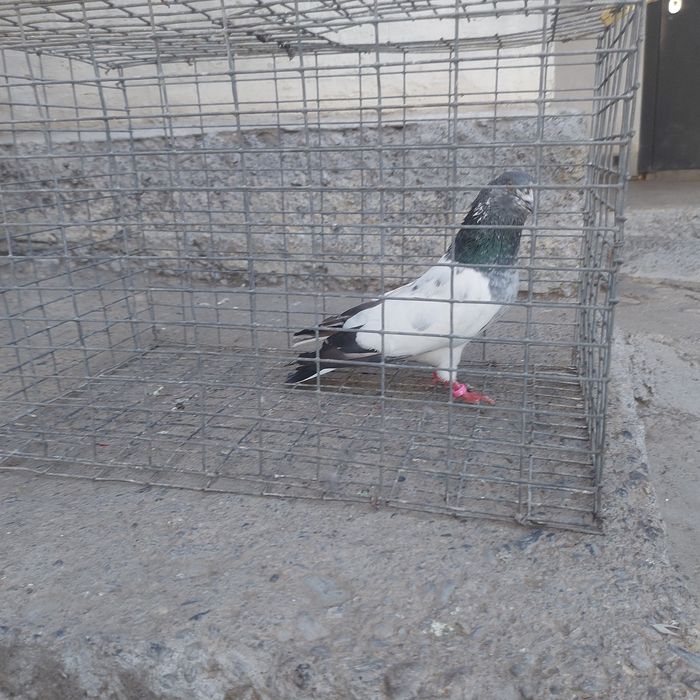 Пакистан кобрашей самец летный 6.7 час