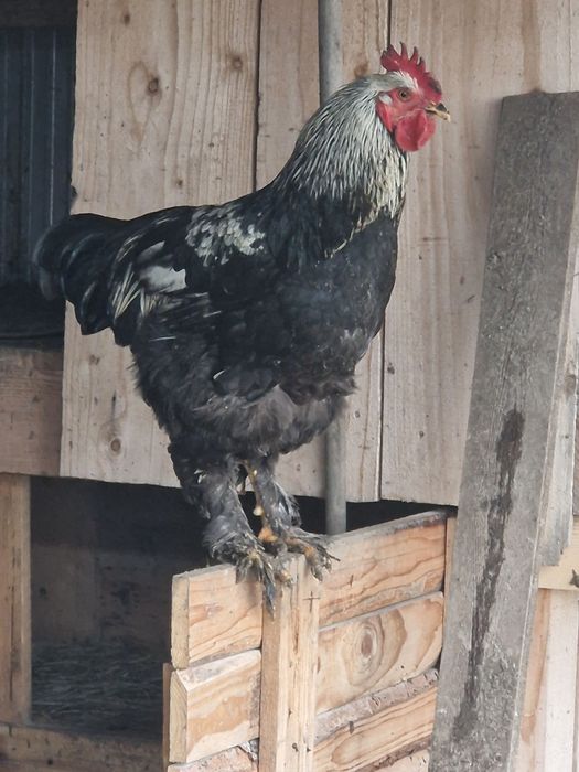 Păsări  de rasa tineri