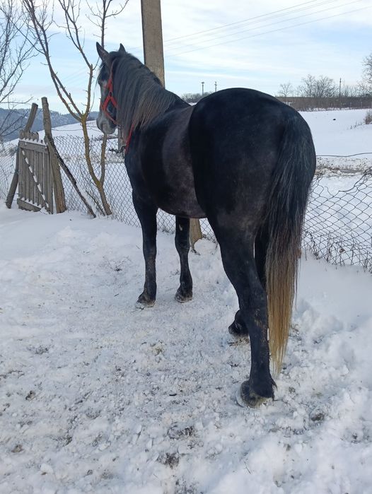 Vând harmăsar cuminte