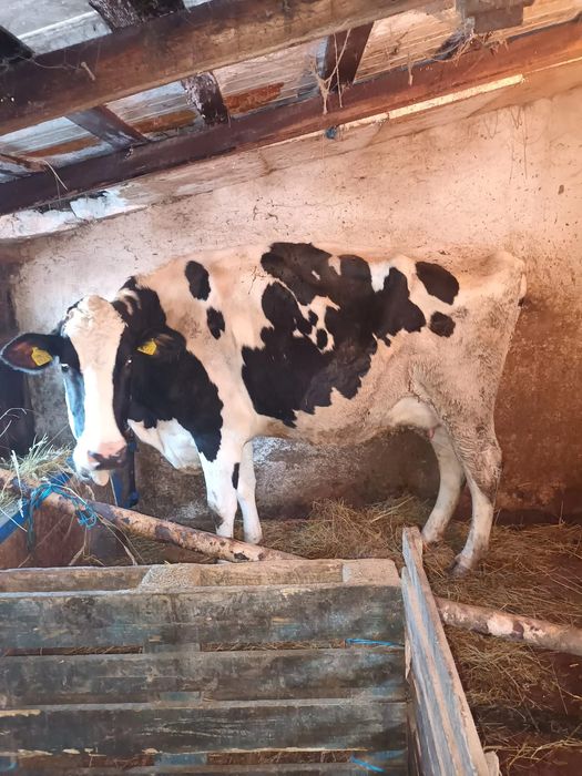 Vând vacă cu lapte