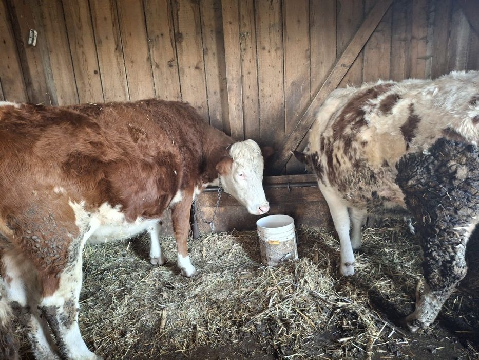 Vând 2 junici gestante