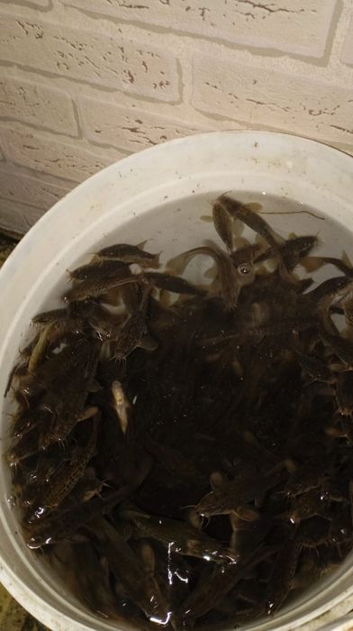 Продам мальков, живца для рыбалки