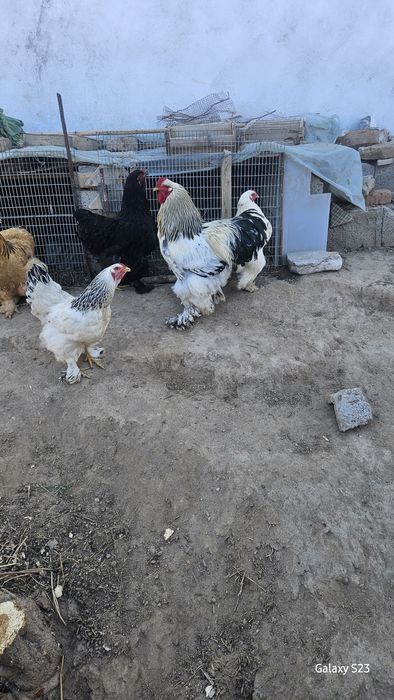 Brama tovuqlarning tuxumlari sotiladi.Narxi 5000 so'm