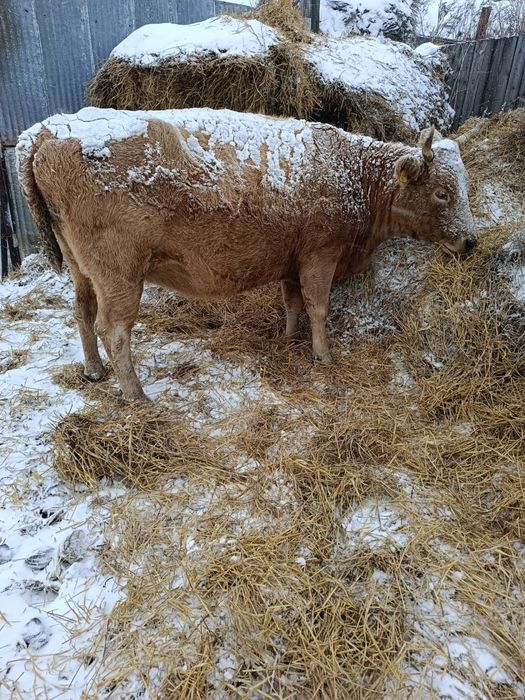 Продам корову с двумя отелами