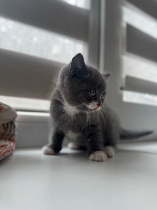 Котенок британец мальчик !
