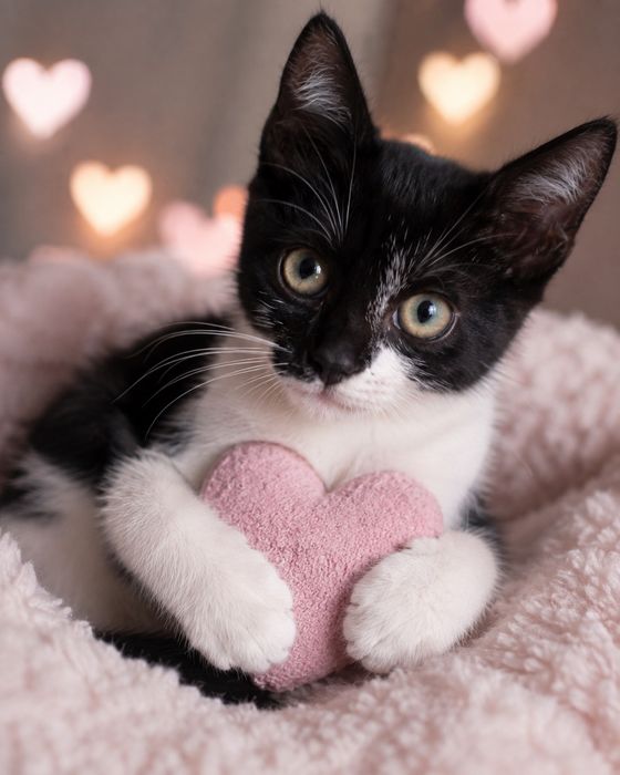 Luna 2 luni ,fetita iubitoare pentru adoptii
