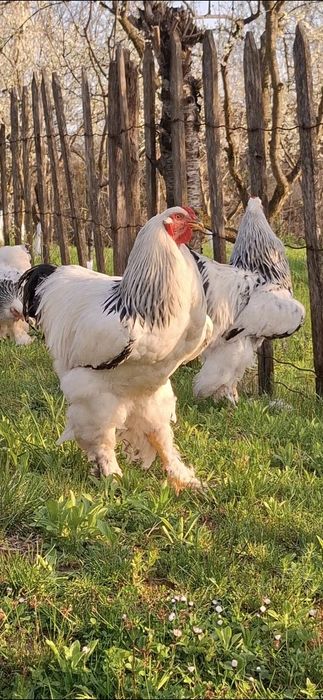 Ouă incubat brahma herminat deschis