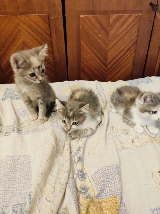 Отдам котят в хорошие руки.