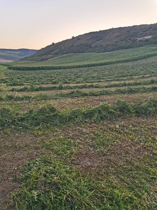Baloți de lucernă dreptunghiulari