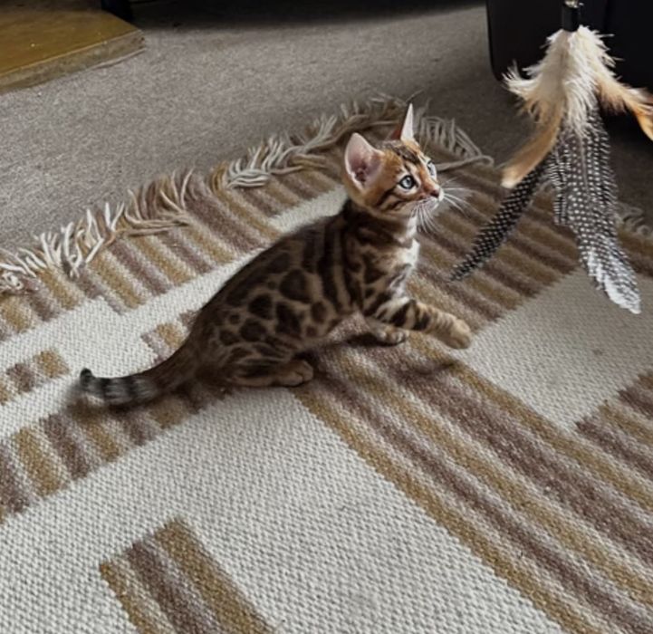 Бенгалски котенца