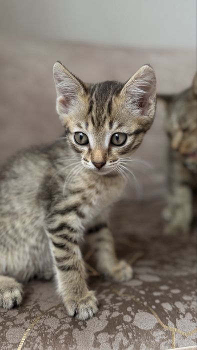Отдаем котенка мальчика бесплатно