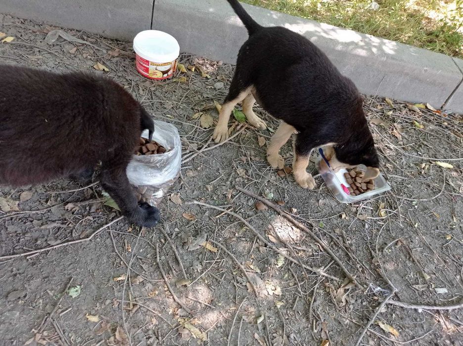 Щенок в добрые руки