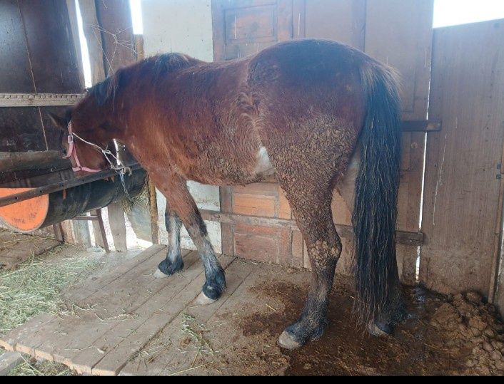 Жылқы еті 2800кг