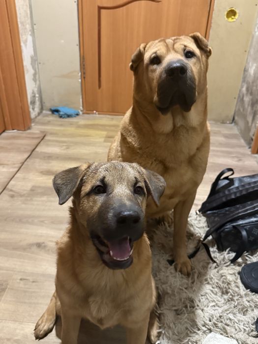 отдам щенка шарпей