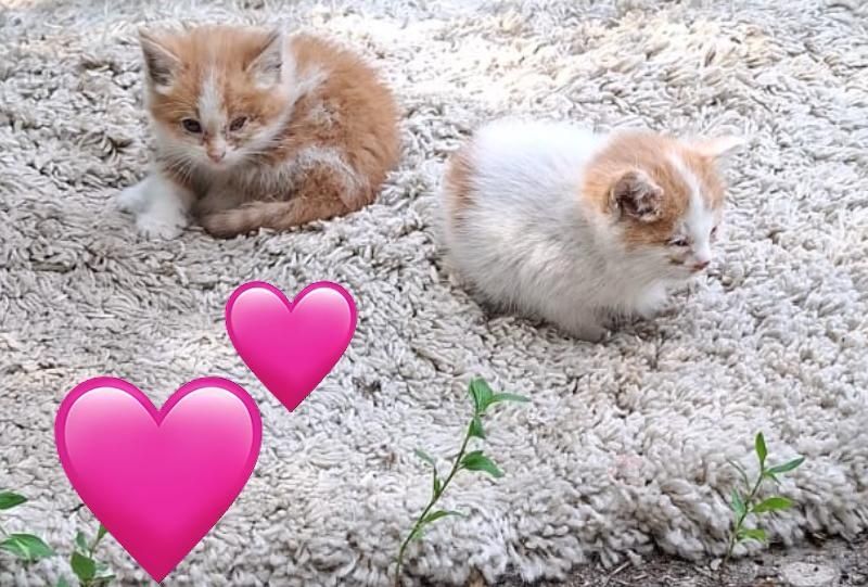 Бесплатно отдают котят, кошку