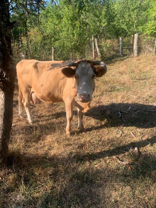 Vand vaca cu vitel