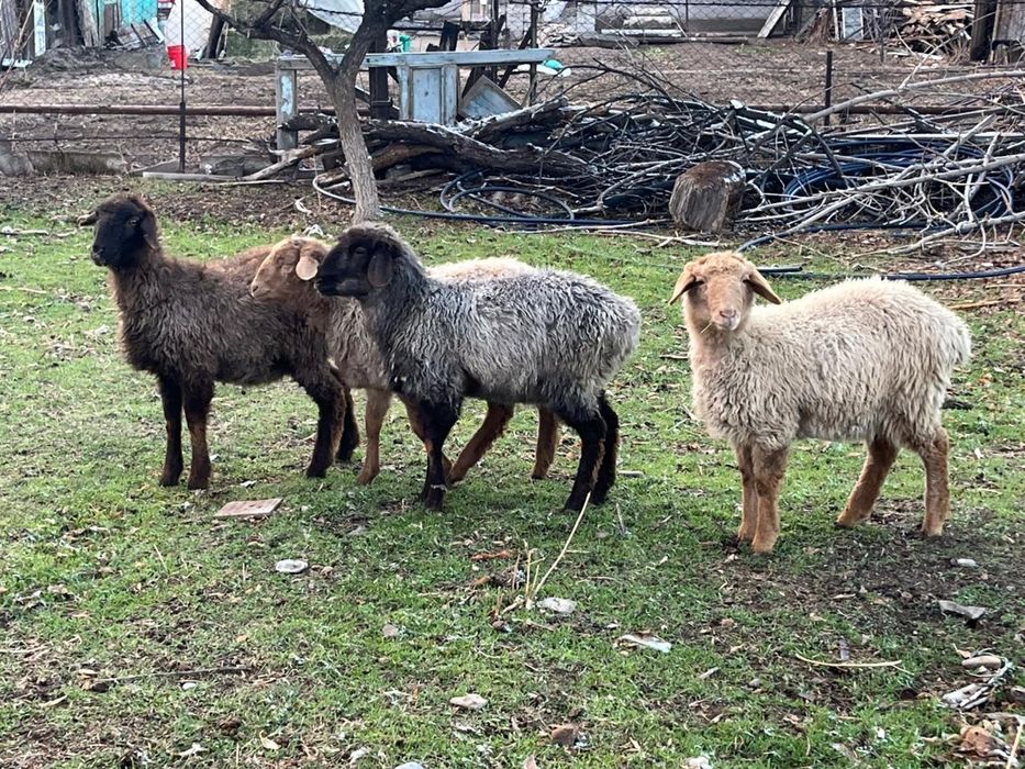 Продам токты жырны