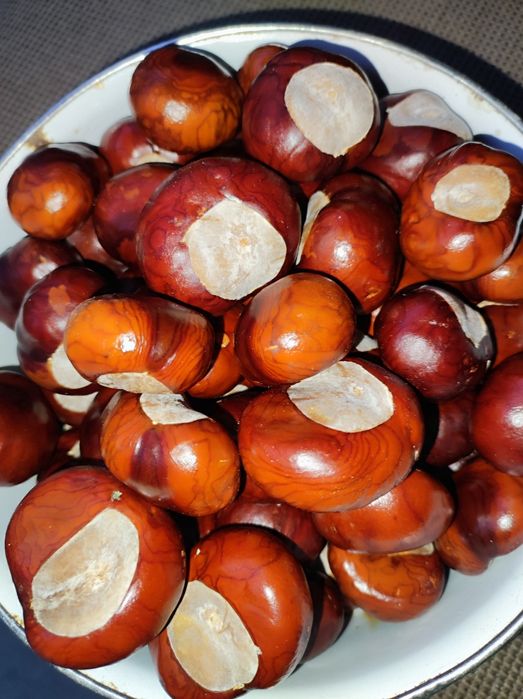 Осенний Конский   каштан