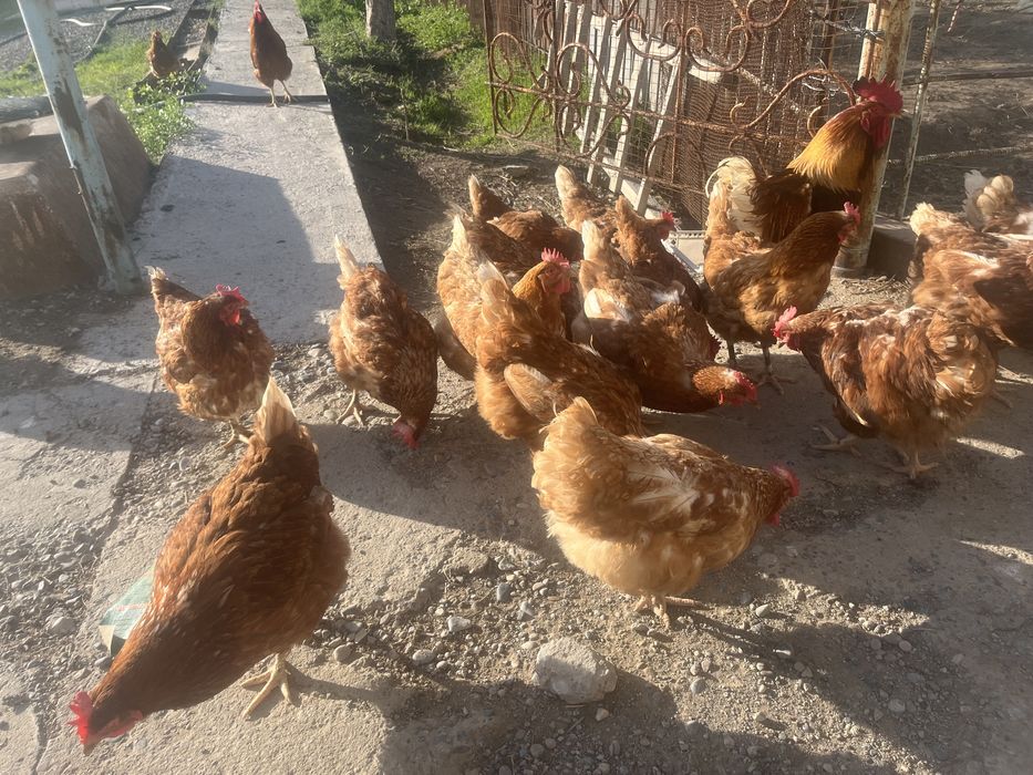 Тауқтар ламон браун