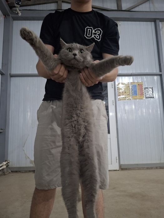 Scottish Straight 3 yosh Erkak Nasl olish uchun