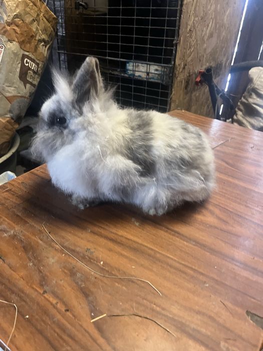 Femelă cap de leu rohn