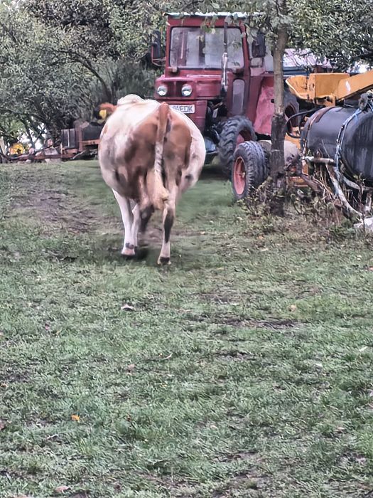 Vaca gestanta bălțată românească