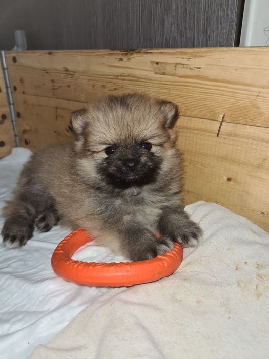 Померанский шпиц