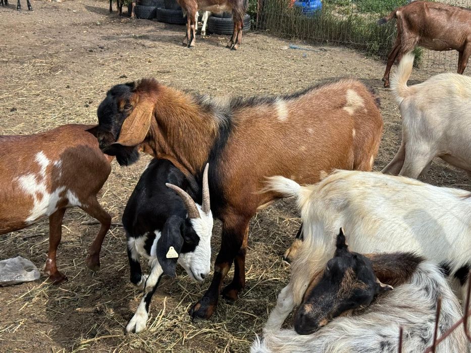 Vând capre Anglo-Nubian