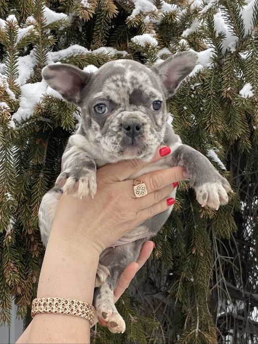 Щенки французского бульдога мерле