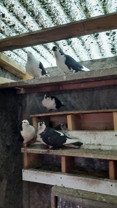 Vând porumbei jucători de Galați