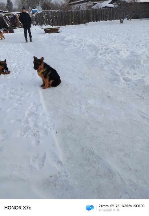 Щенок немецкой овчарки