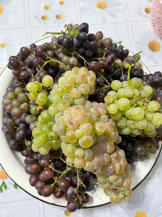 Продается домашний виноград