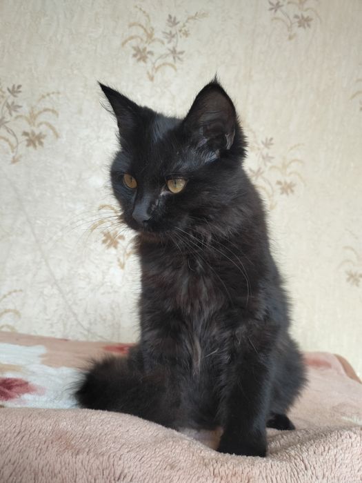 Отдам котенка мальчик