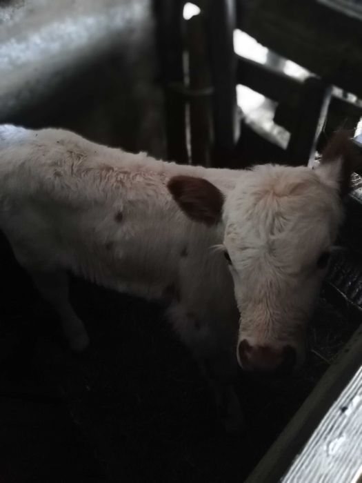 Продаётся телёнок