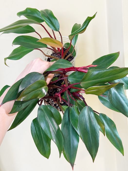 Филодендроны разные