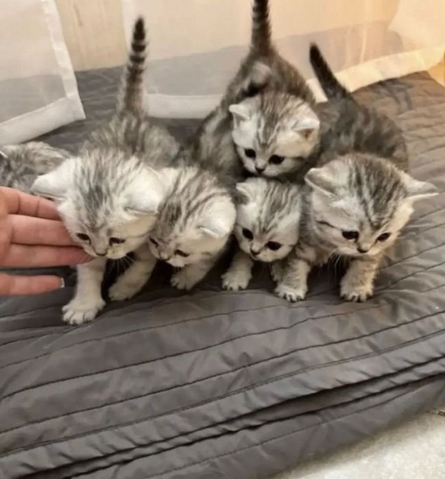 Шотландские котята скоттиш-страйты!!!