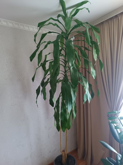 Драцена душистая