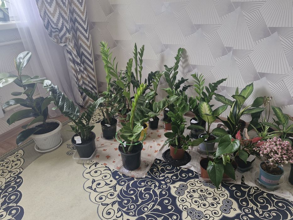 Ұц гұлдері апзан