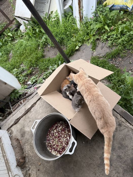Пшистики котята
