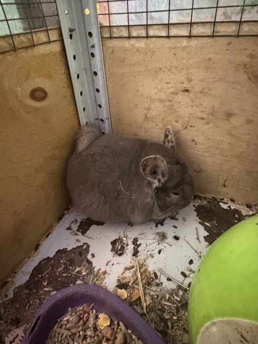 Продаются шиншиллы