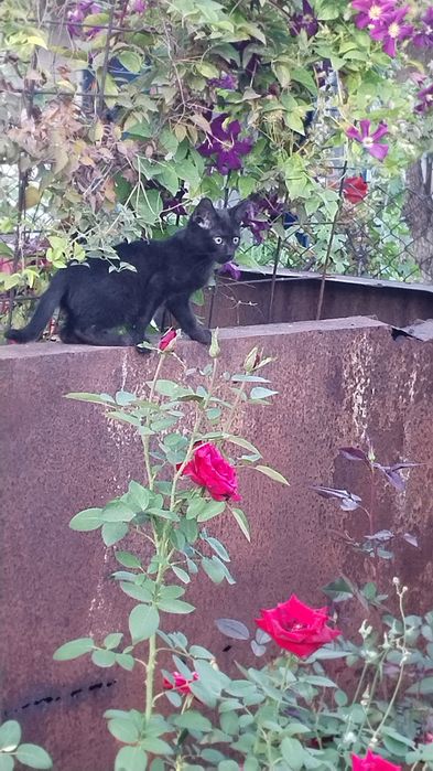 Котята отдам . девочки